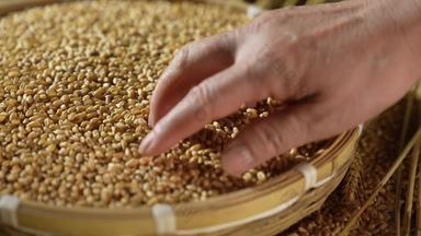 麦子丰收健康食物容器素材
