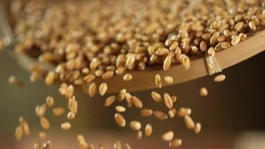 麦子收获健康食物谷物素材