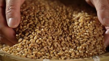 捧着麦粒的双手农作物健康食物素材