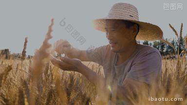 农民麦穗健康食物粮食高清视频