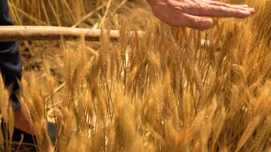 用手轻抚麦穗的老农民农业摄像