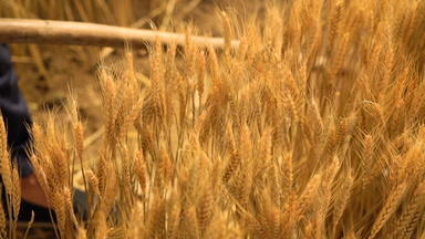 用手轻抚麦穗的老农民麦子视频