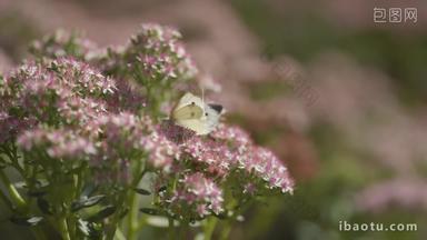 蝴蝶在花丛中环境保护实拍