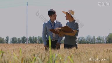 农民在田地里麦子竖屏优质实拍
