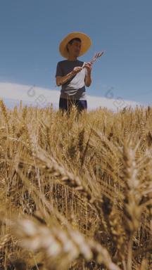 农民麦穗有机食品天空影像