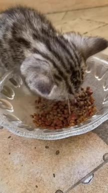吃猫粮的猫房屋素材