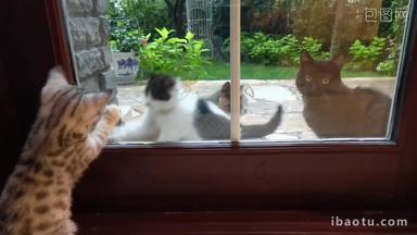 猫庭院斑纹猫哺乳动物休闲影片