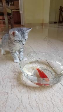 猫和金鱼实拍素材