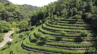 茶叶种植基地航拍
