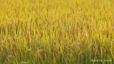 金黄水稻成熟了实拍
