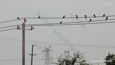 电线杆上一群喜鹊伴着蝉鸣实拍