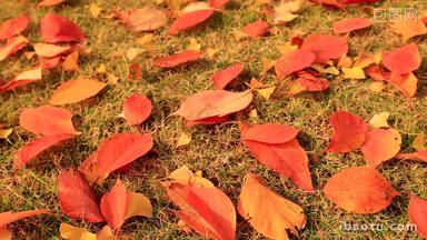 实拍满地飘落的秋叶