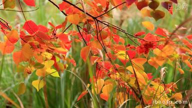 实拍秋天唯美的树叶