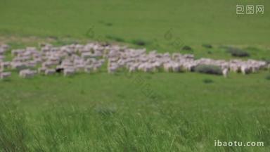 大<strong>草原上</strong>羊群在草地上吃草