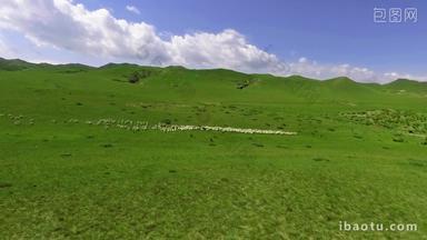 大草原羊群吃草奔跑航拍