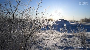 冬天雪地上逆光下的冰雪树挂