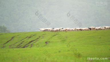 草原上放牧的羊群吃草的羊群