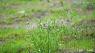 雨后沾满雨水雨珠的绿草特写