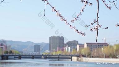 春天河道的粉色樱花与城市背景
