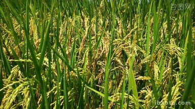 水稻粮食种植农业发展