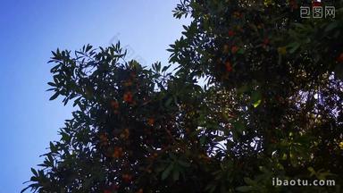 实拍水果树杨梅