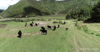4K航拍云南香格里拉牦牛奔跑群