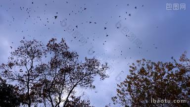 实拍8k成群鸟飞回树上