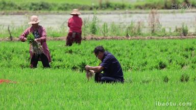 实拍一家人种植水稻