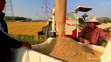 实拍水稻丰收季节