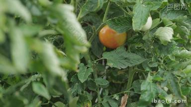 4K农民种的西红柿熟了