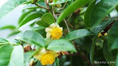 山茶花蜜蜂采蜜茶油高山茶籽果树
