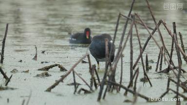 池塘里黑水鸡在打理羽毛