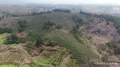 茶叶茶园种植基地航拍