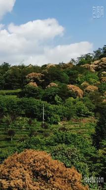 自然风光福建泰宁高山茶叶种植竖屏航拍