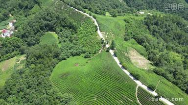 航拍高山茶叶种植基地