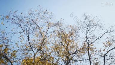 秋天飘落树枝树叶植物