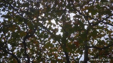 实拍秋天风吹树叶