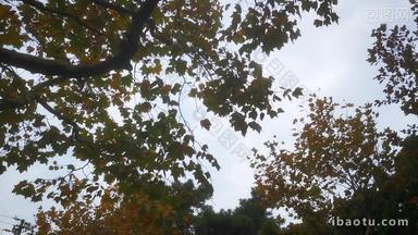 实拍秋天风吹树叶