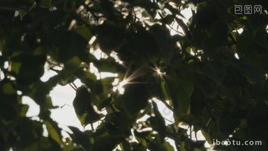 树叶星芒慢镜头升格4K实拍空镜