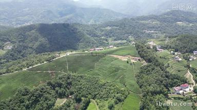 航拍高山茶叶种植基地