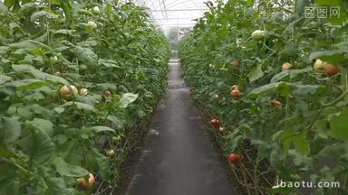 农业种植大棚有机蔬菜实拍