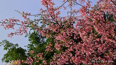 春天绽放的桃花