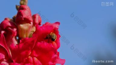 春天蜜蜂采蜜