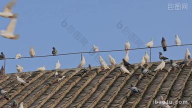 屋顶上的鸽<strong>群</strong>
