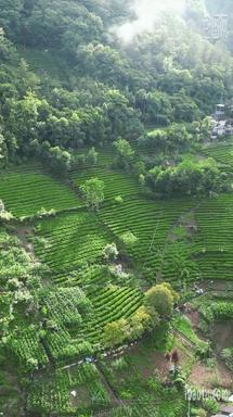 航拍农业种植茶园