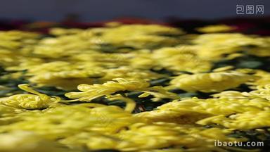 阳光下的菊花从实拍4k