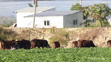 农田里的黄牛吃草实拍4k