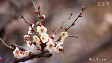 实拍春天梅花盛开蜜蜂采蜜