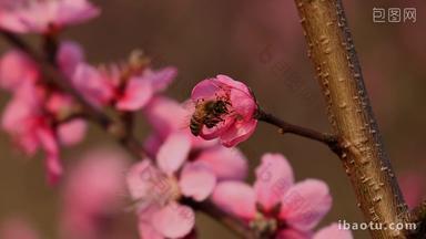 春天桃<strong>花</strong>蜜蜂采蜜景观
