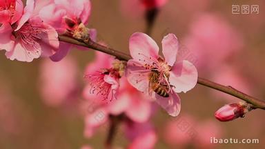 春天桃<strong>花</strong>蜜蜂采蜜景观